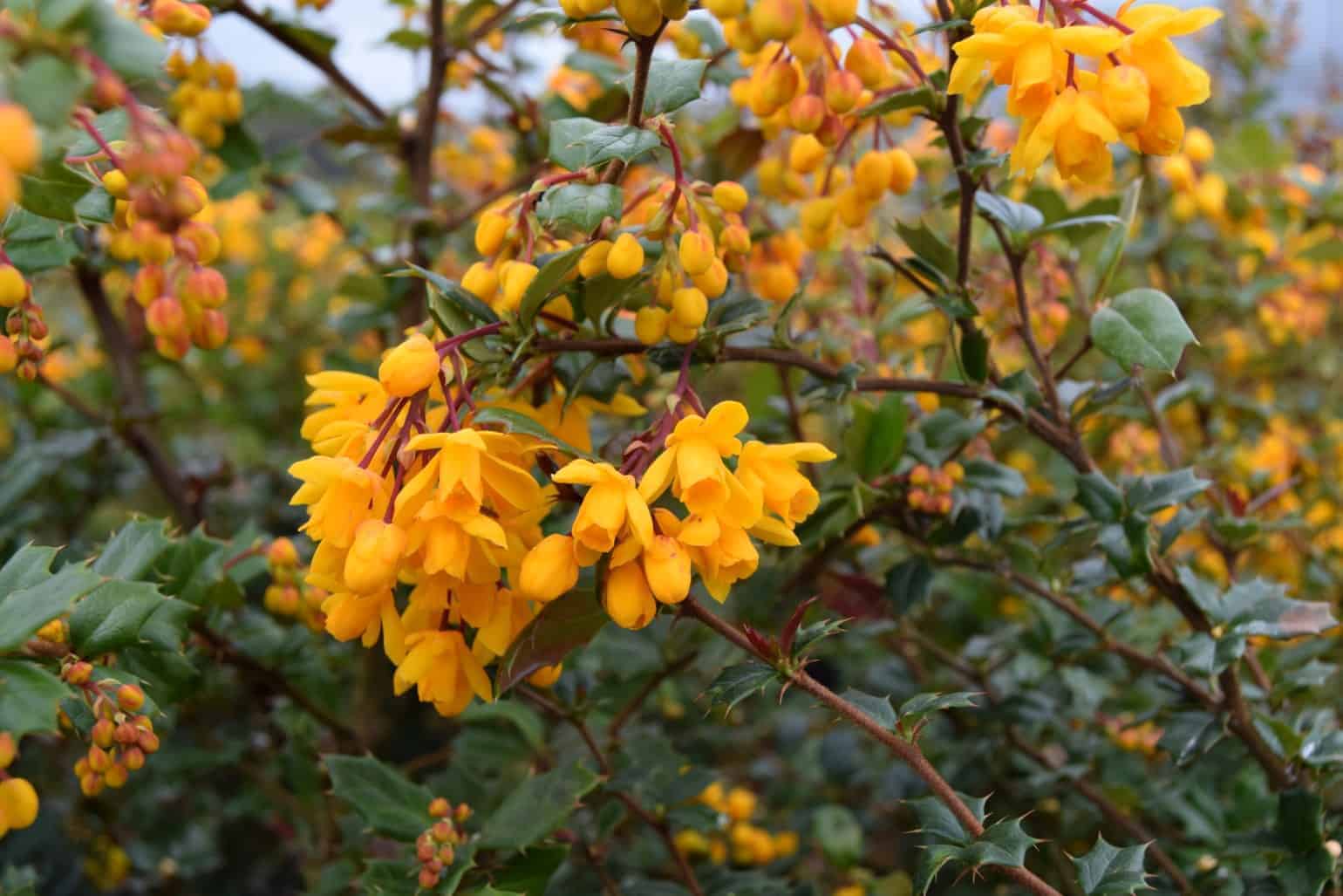 Berberis darwinii